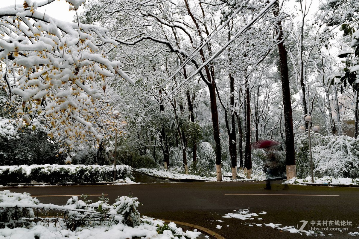 重庆难得雪景四——拜年帖