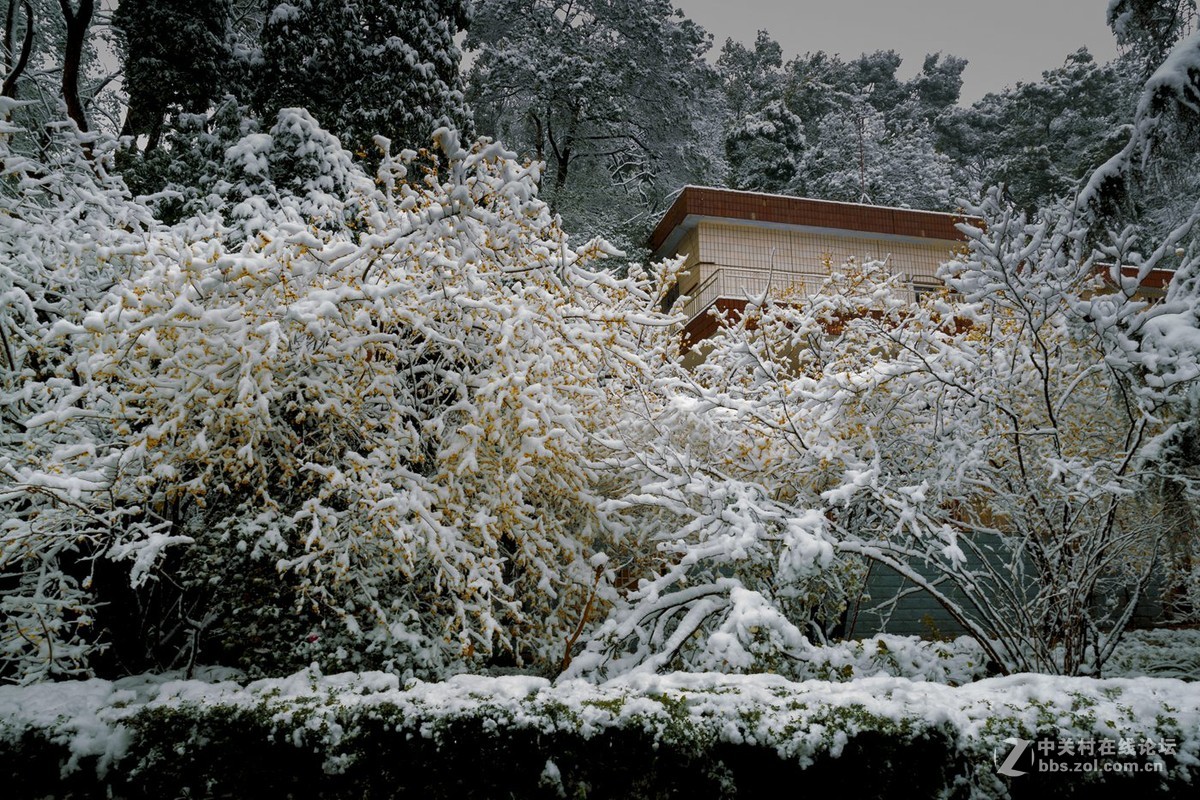 重庆难得雪景四——拜年帖