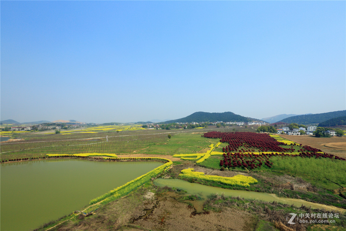 蕲州龙泉花海图片