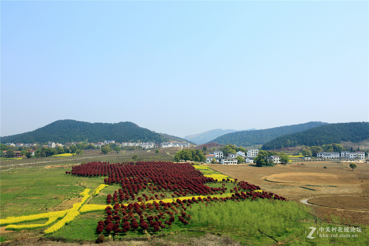 蕲春龙泉花海图片图片