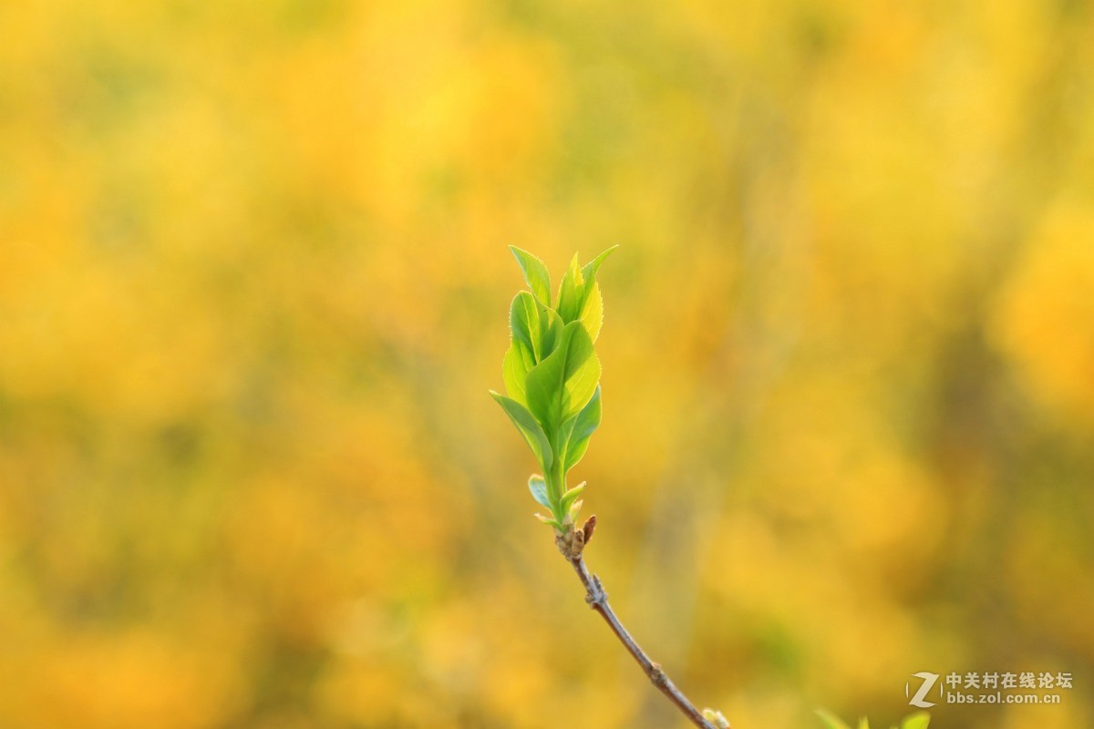 一枝嫩芽一片温暖
