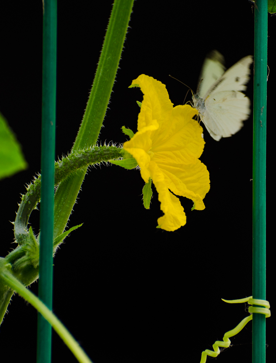 菜园里的黄瓜花