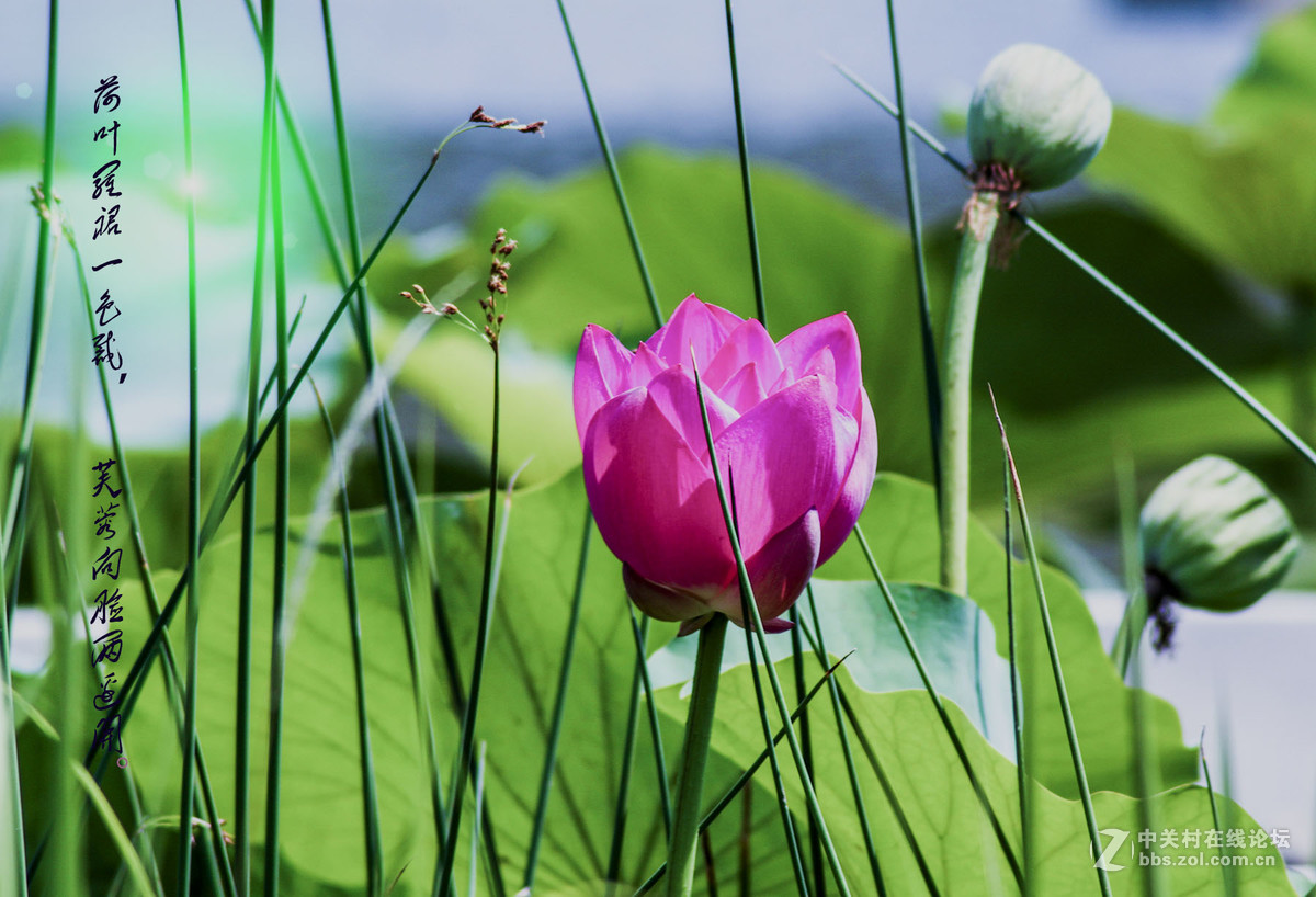 荷花