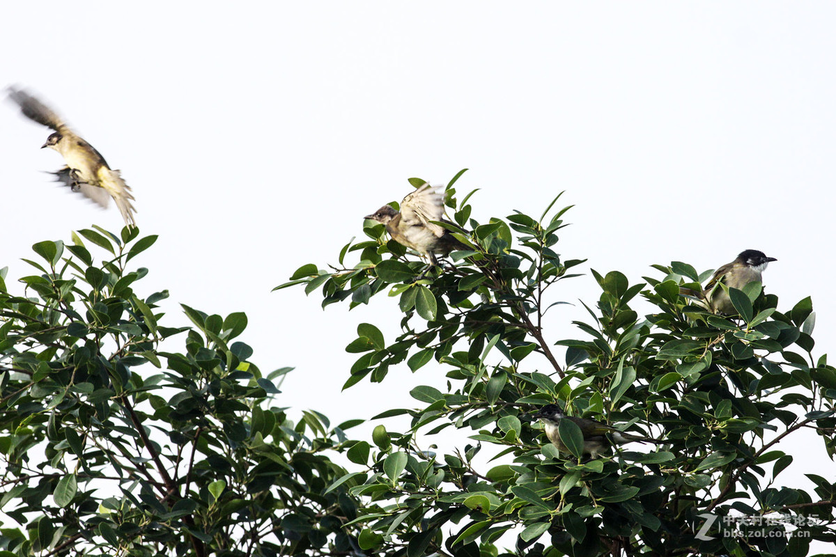 鸟世界里，第三者也不受欢迎。