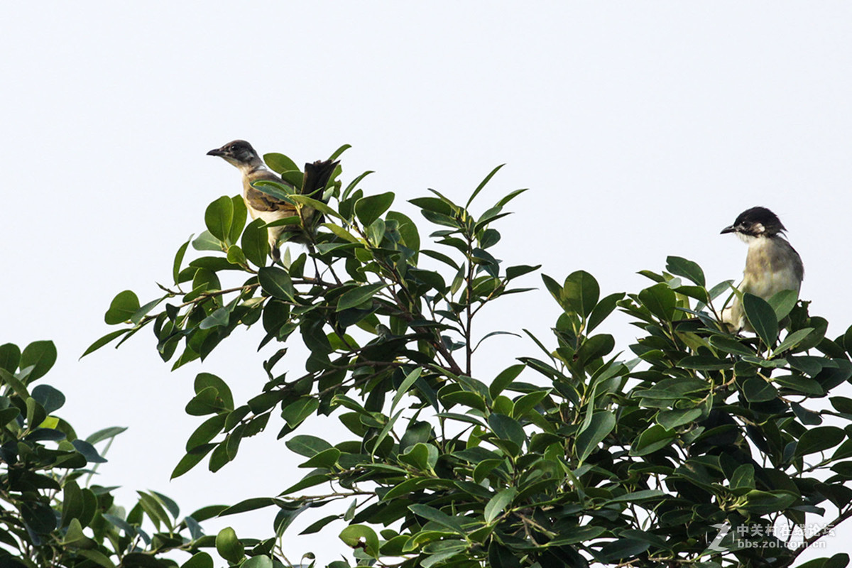 鸟世界里，第三者也不受欢迎。