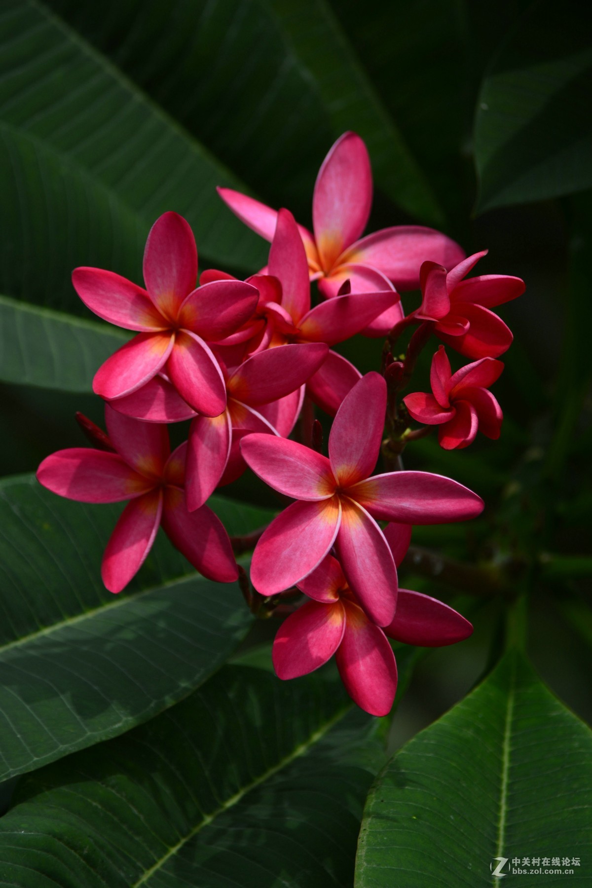 红色鸡蛋花-中关村在线摄影论坛