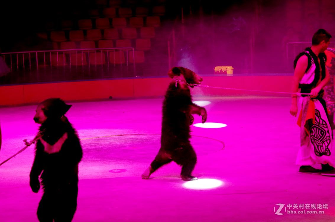 马戏团---大象和狗熊表演