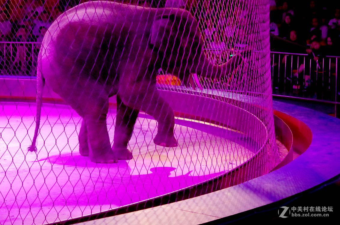 马戏团---大象和狗熊表演