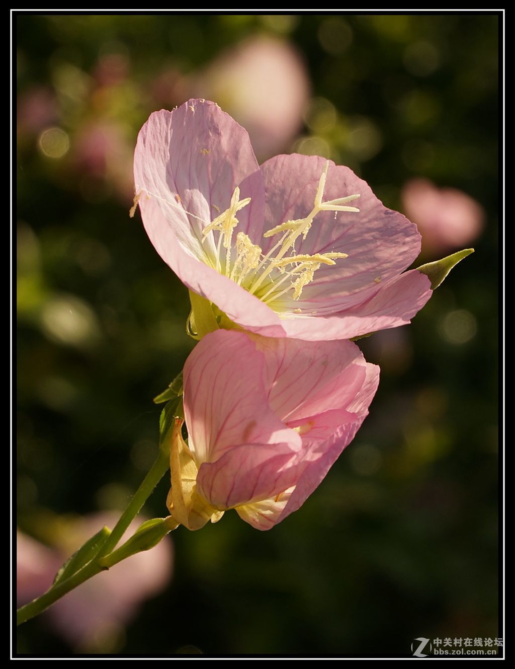 夜来香论坛官网(夜来香交友聊天软件怎么下载) 夜来香论坛官网(夜来香交友聊天软件怎么下载)