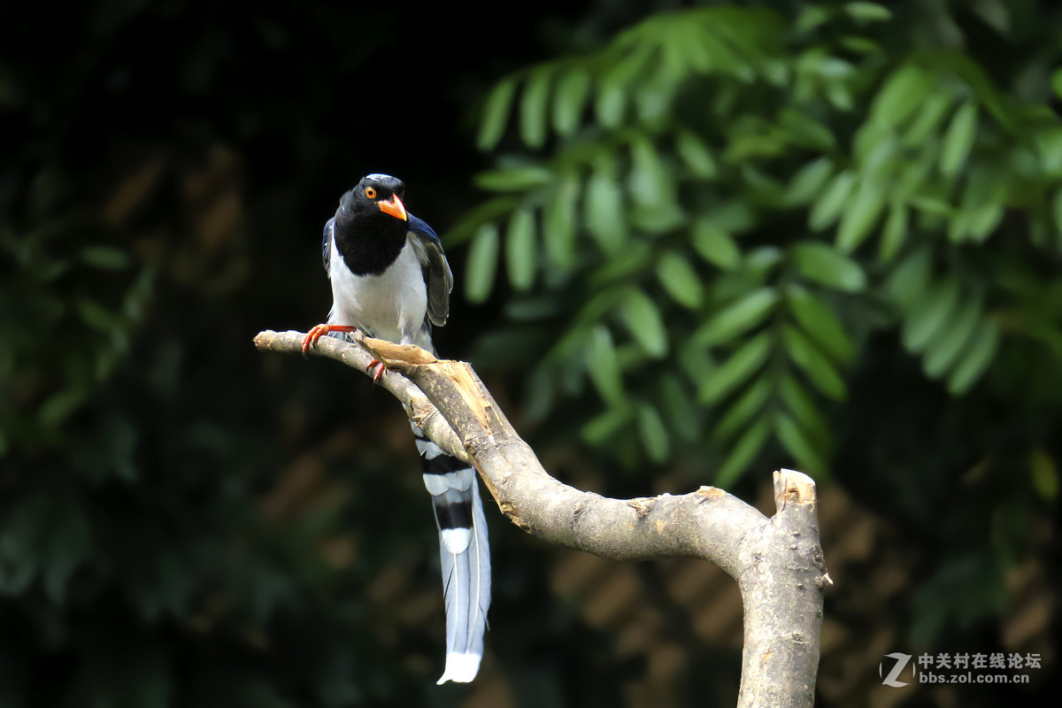17年5月打鸟【6】---红嘴蓝鹊飞来又飞去