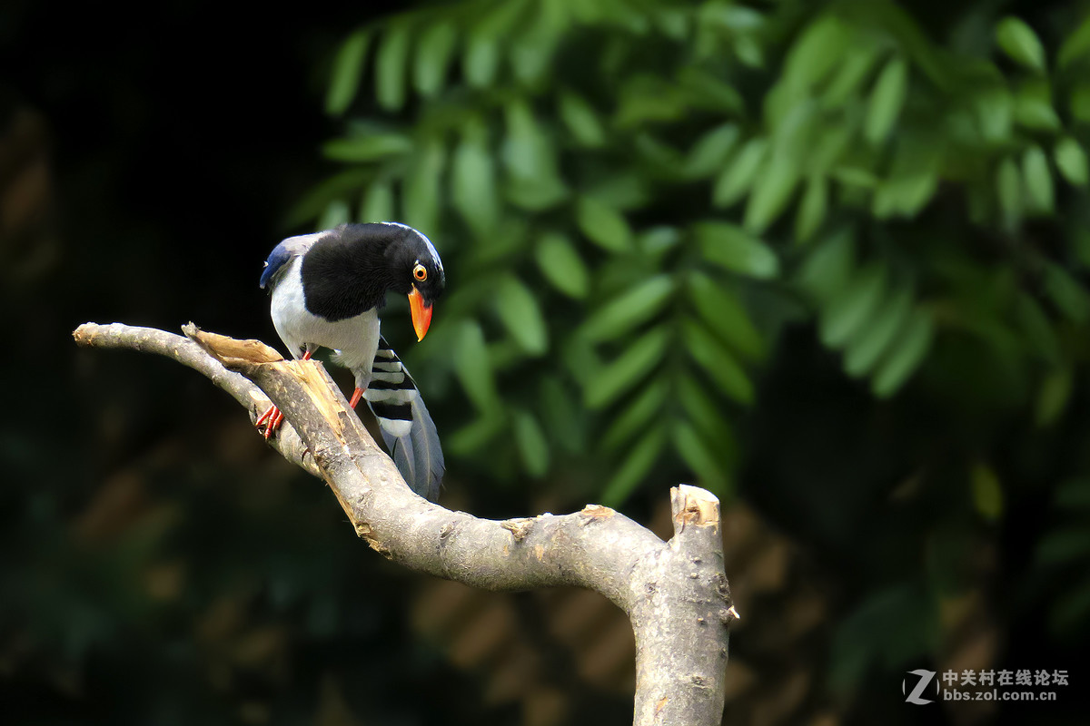 17年5月打鸟【6】---红嘴蓝鹊飞来又飞去