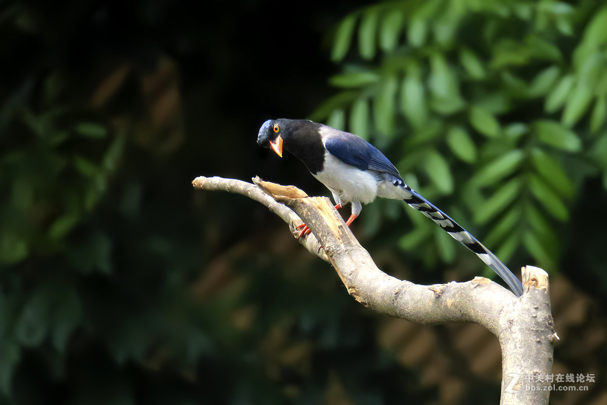 17年5月打鸟【6】---红嘴蓝鹊飞来又飞去