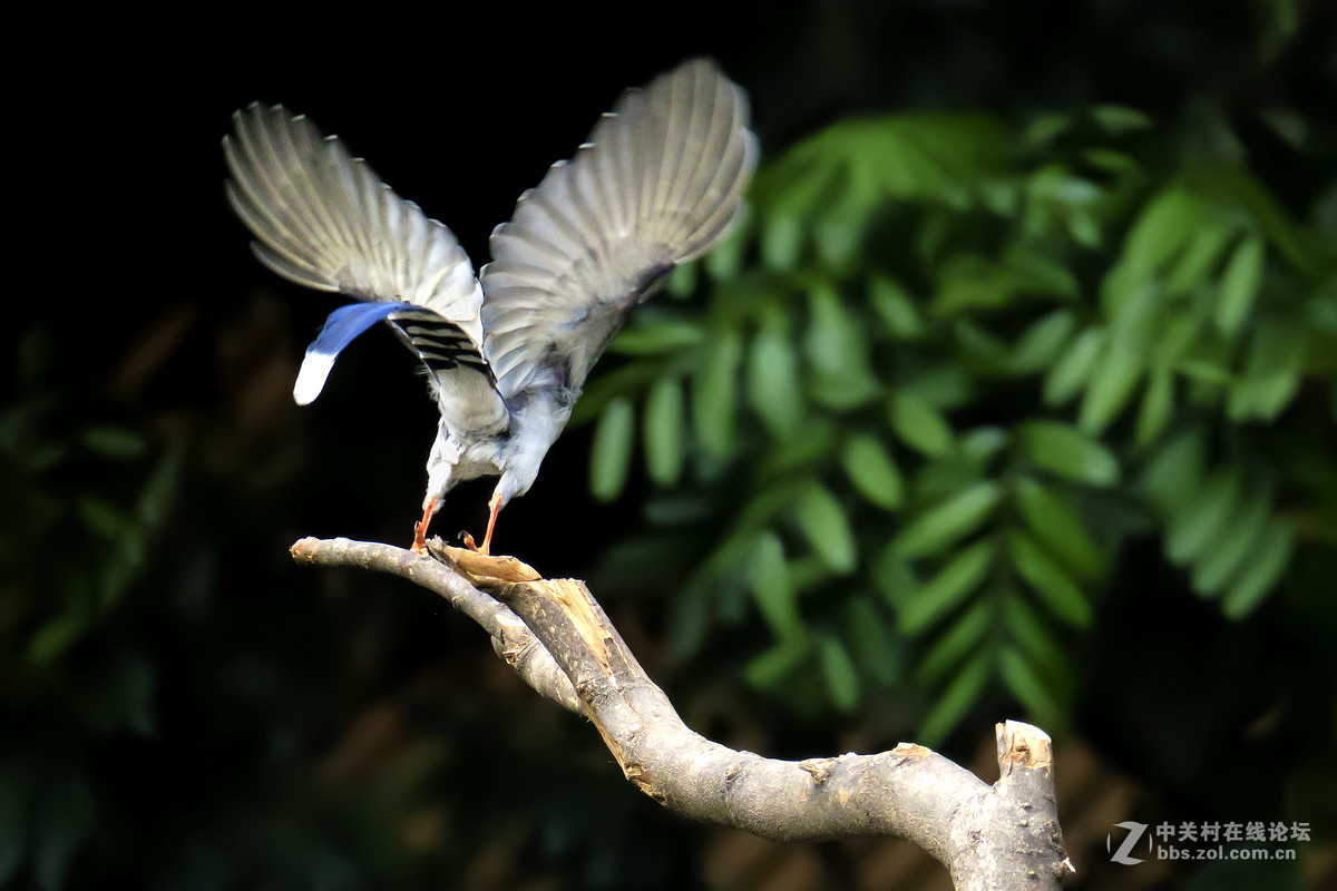 17年5月打鸟【6】---红嘴蓝鹊飞来又飞去