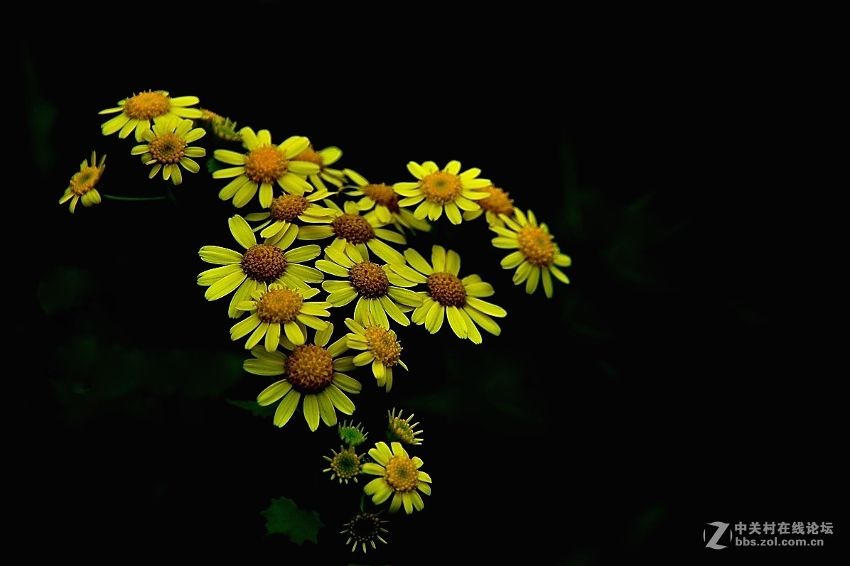 黄菊花的花语(黄菊花的花语和象征)