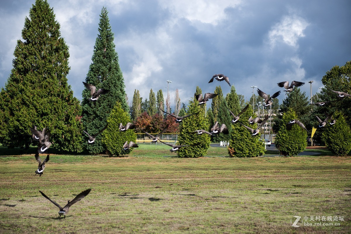 华盛顿州三文鱼节