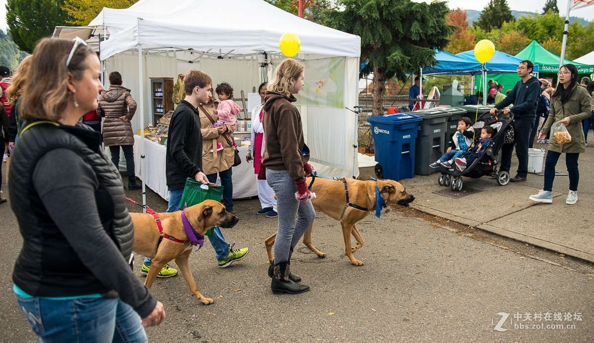 华盛顿州三文鱼节