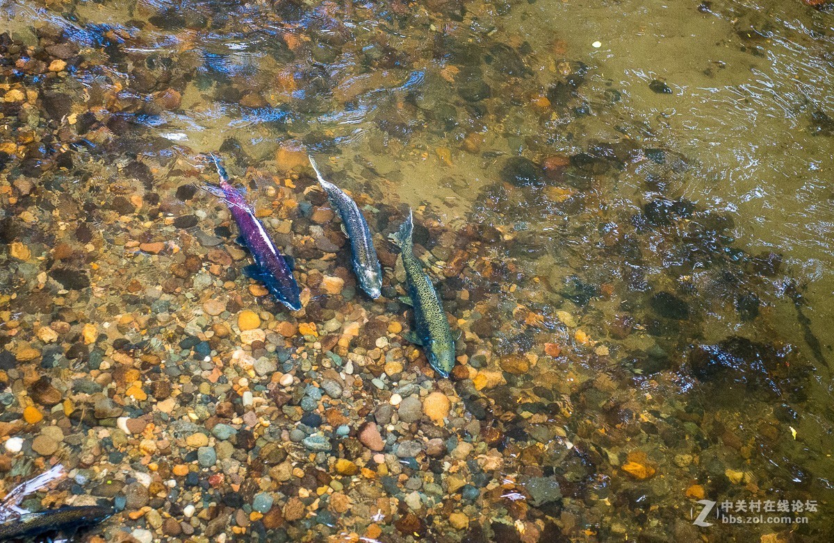 华盛顿州三文鱼节