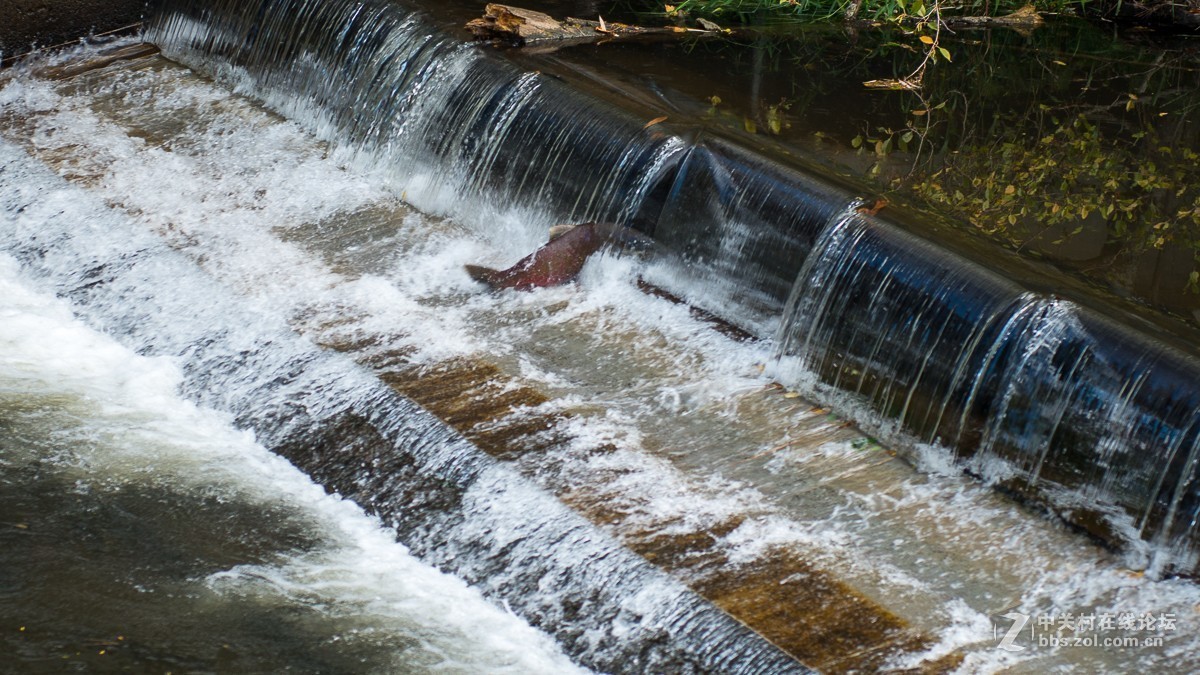 华盛顿州三文鱼节