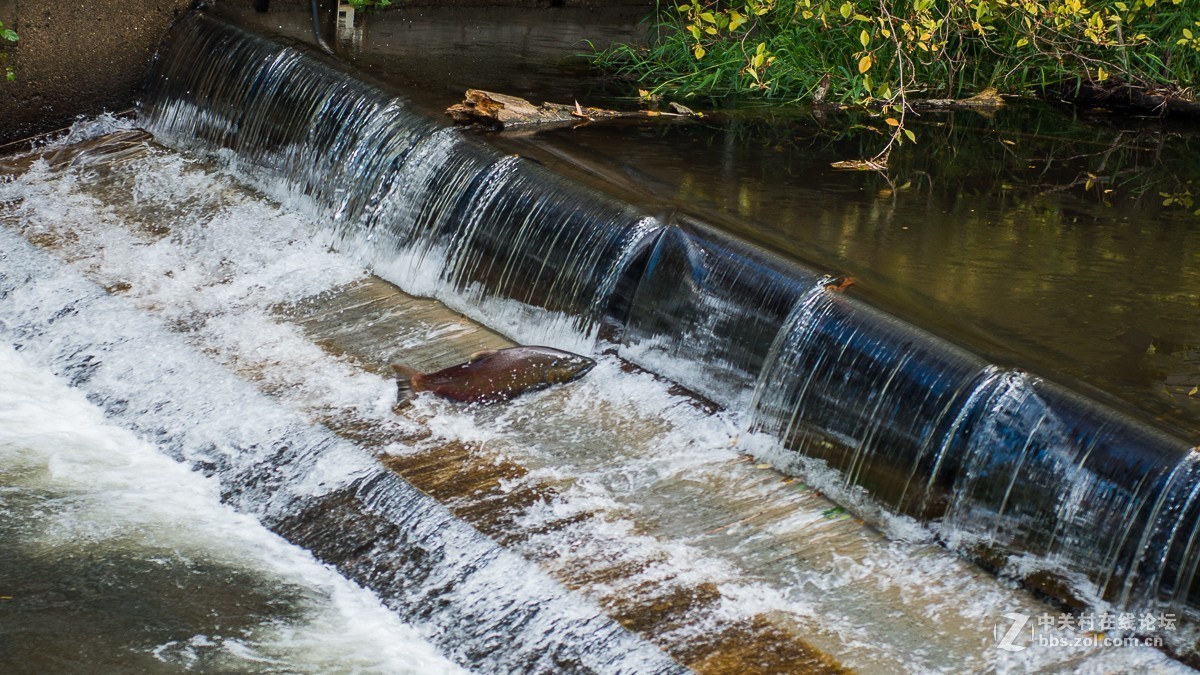 华盛顿州三文鱼节
