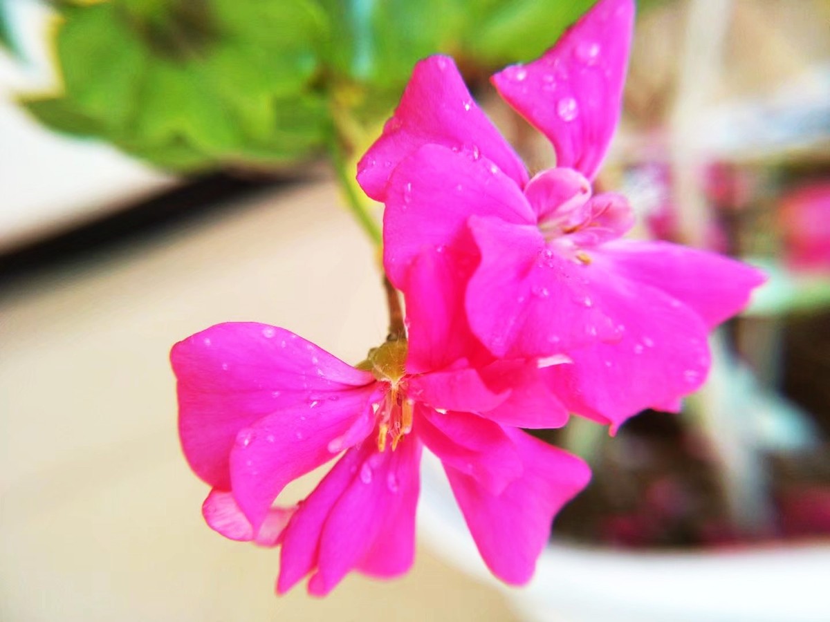 盾叶天竺葵花