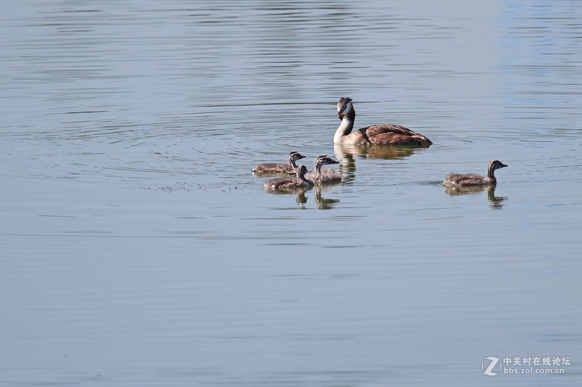??piti(这个鸟的名字搜狗拼音可以打出来，但传不到网页上）