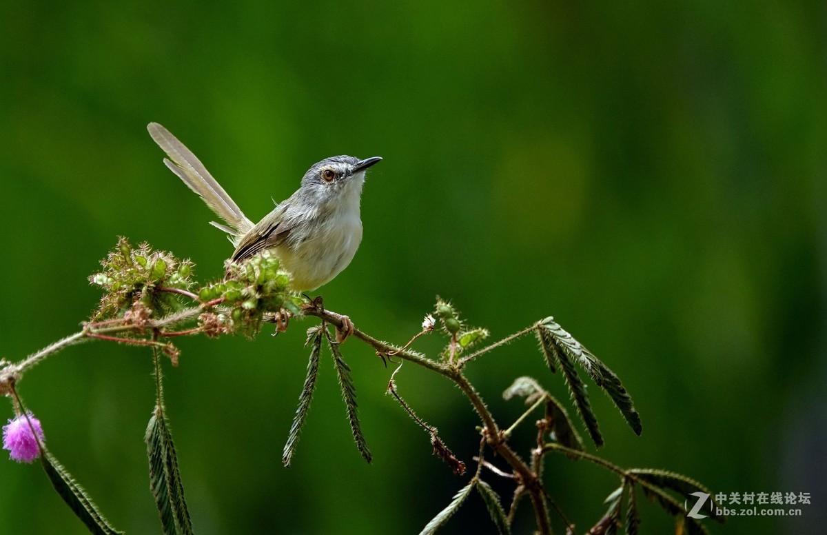 含羞草上的黄腹山鹪莺
