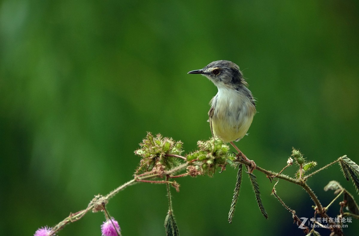 含羞草上的黄腹山鹪莺