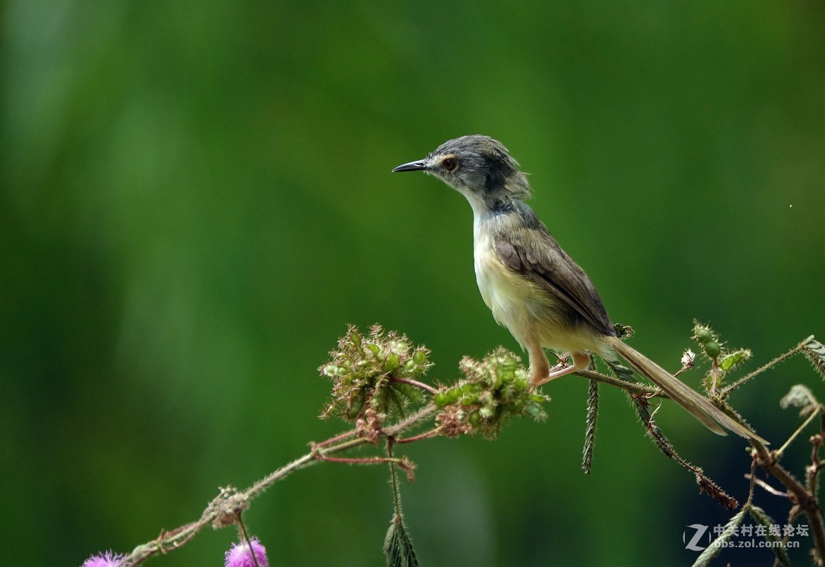 含羞草上的黄腹山鹪莺