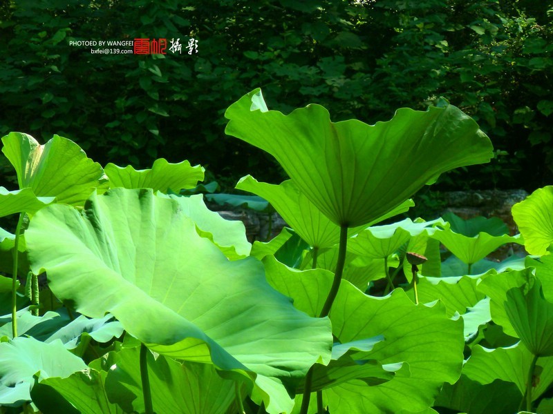 天然去雕饰，清水出芙蓉