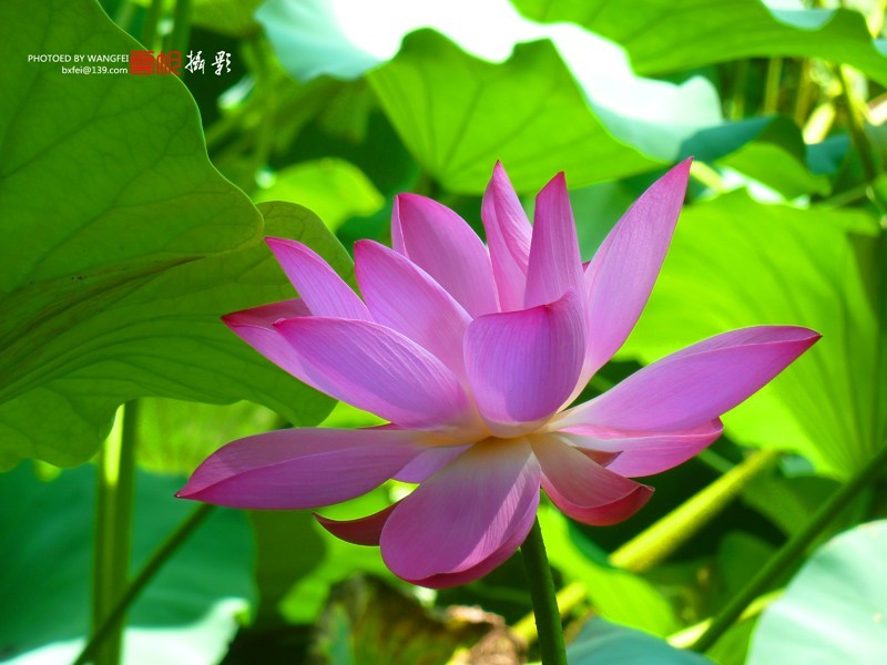 天然去雕饰，清水出芙蓉