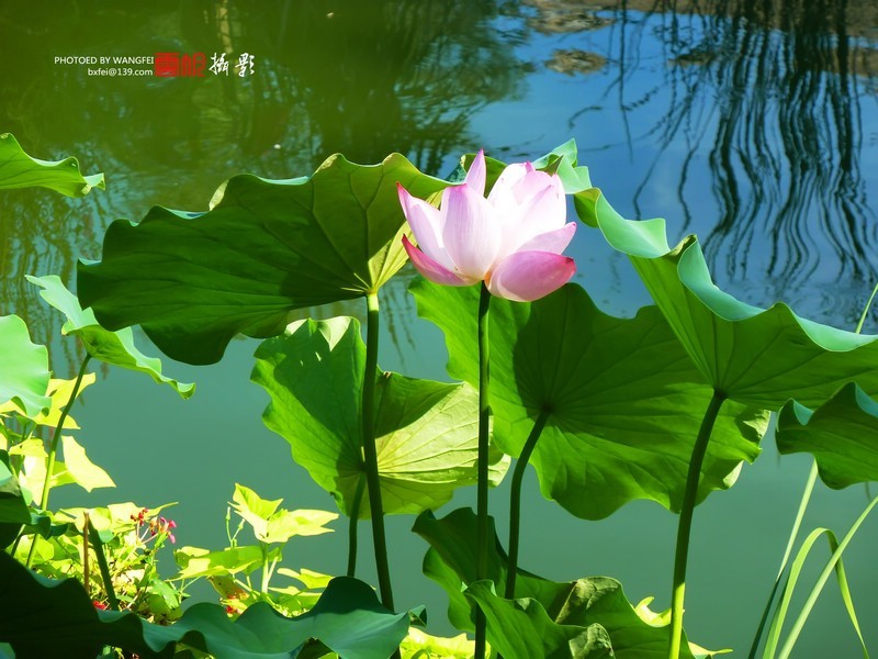 天然去雕饰，清水出芙蓉