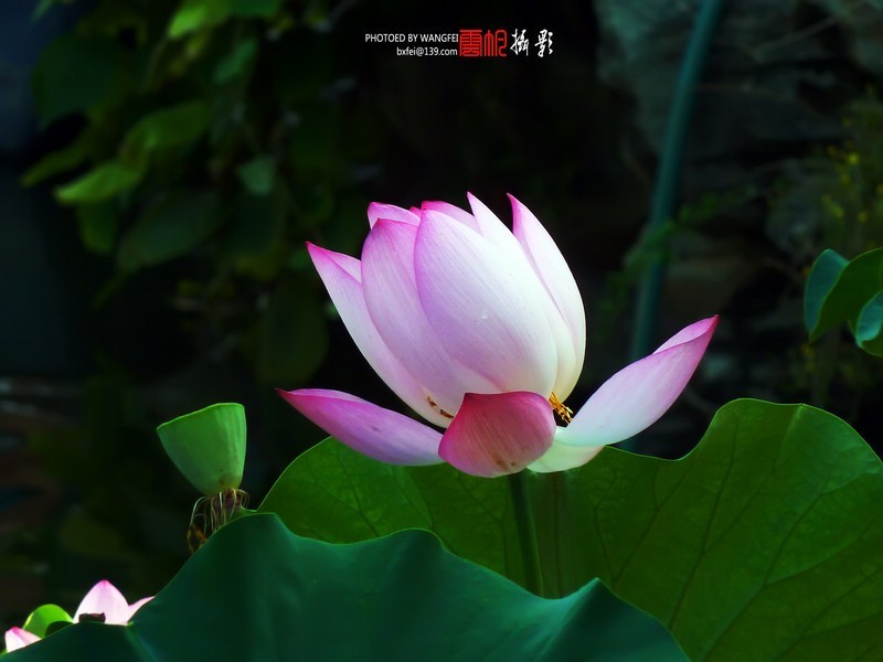 天然去雕饰，清水出芙蓉