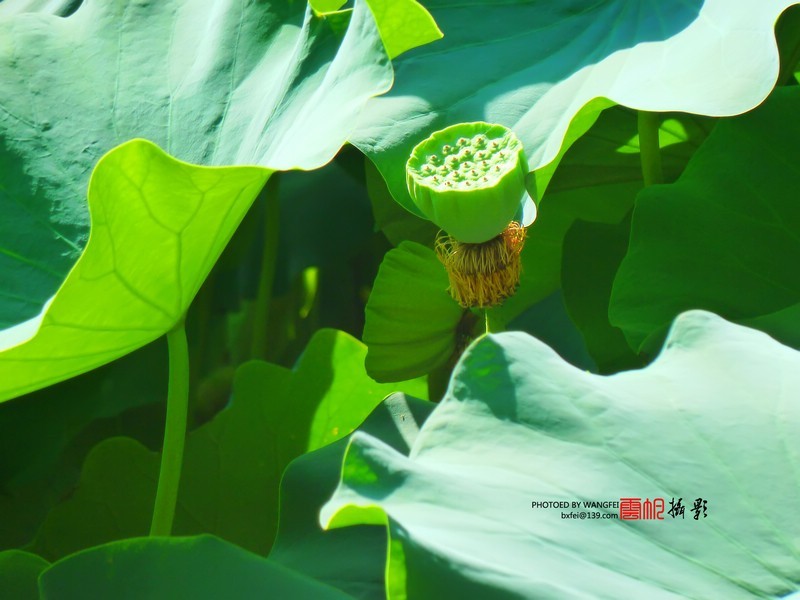 天然去雕饰，清水出芙蓉