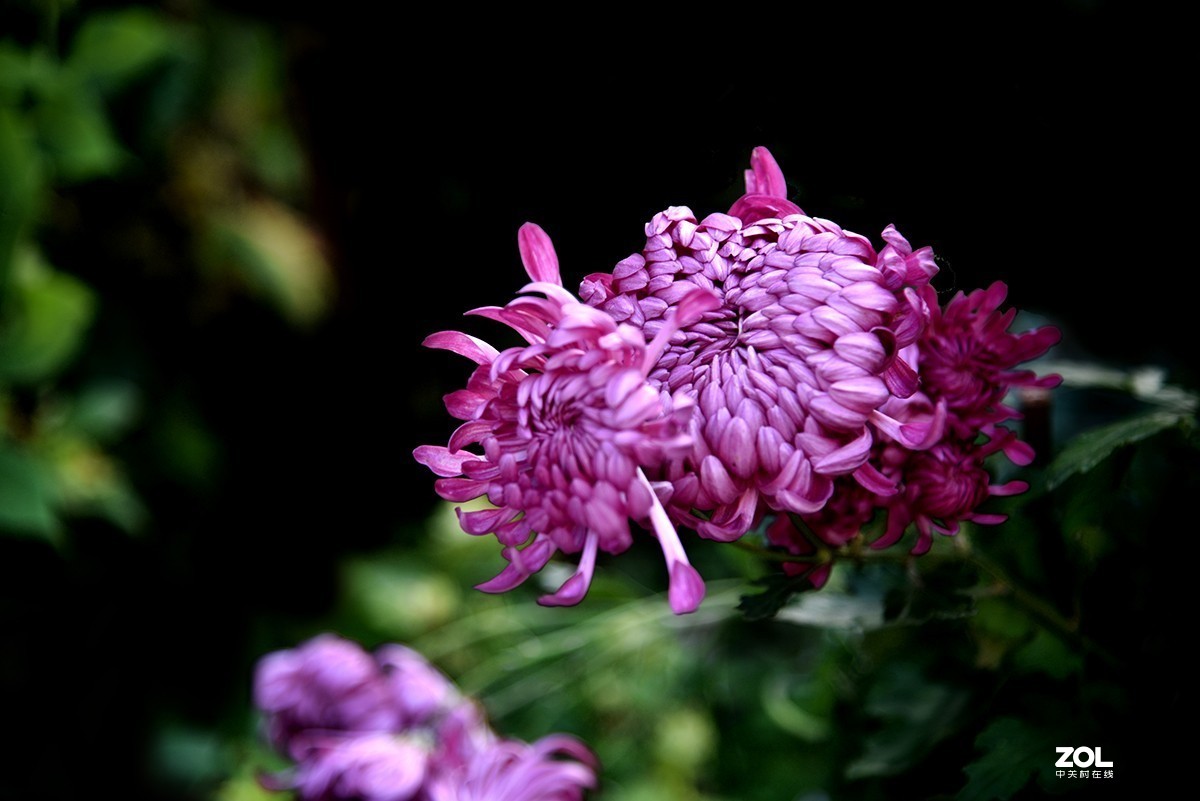 【2019】121---散光拍菊花【续】