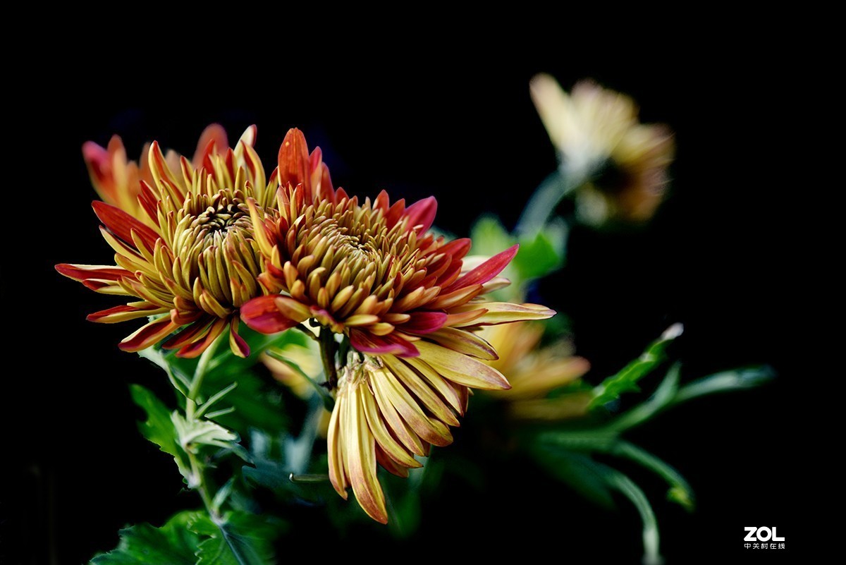 【2019】121---散光拍菊花【续】