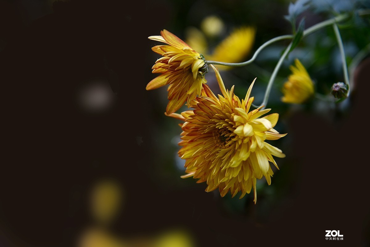 【2019】121---散光拍菊花【续】