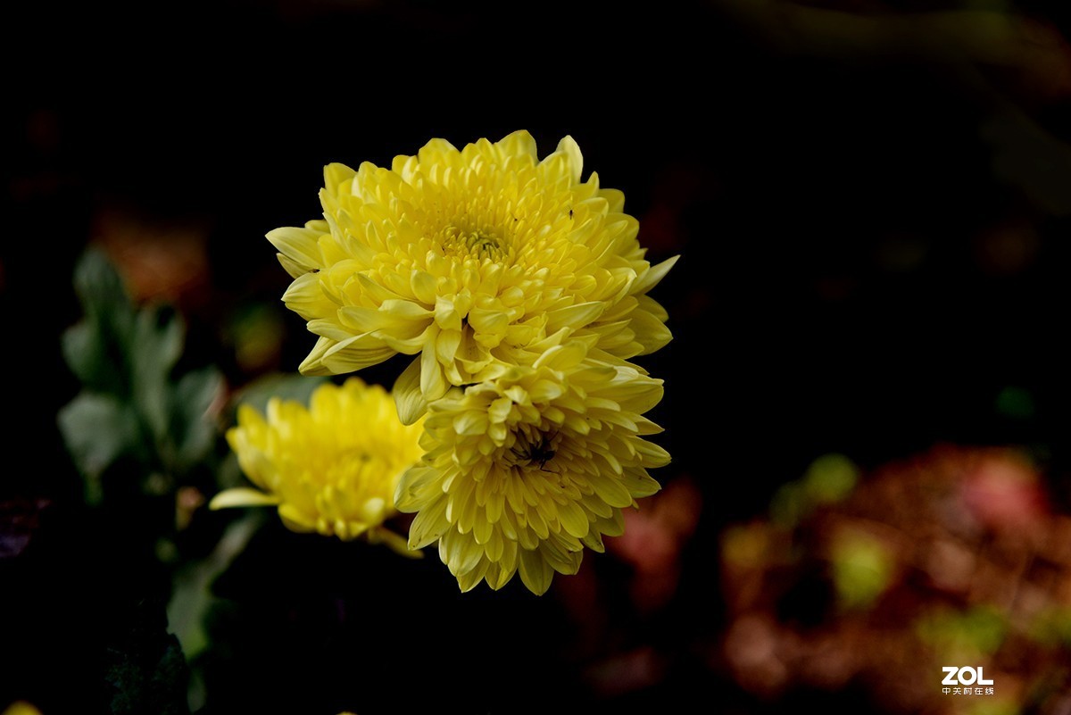 【2019】121---散光拍菊花【续】