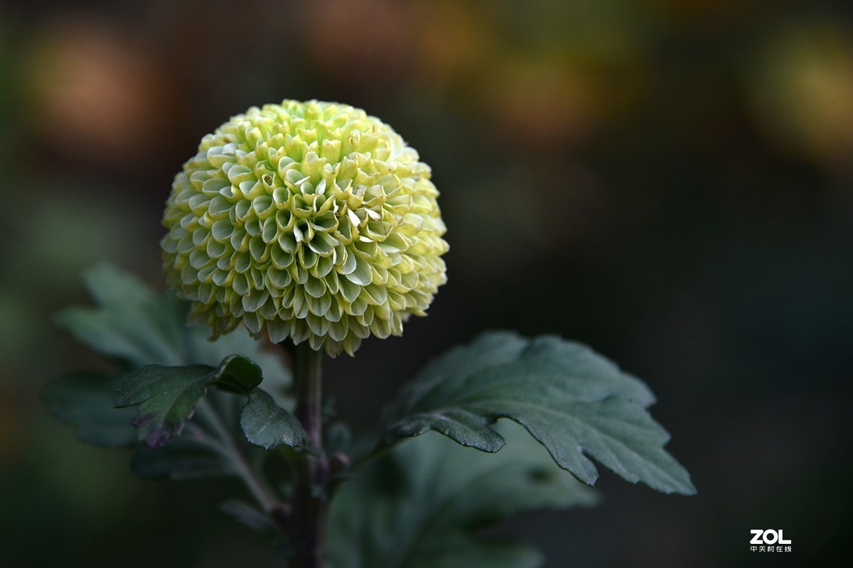 【2019】121---散光拍菊花【续】