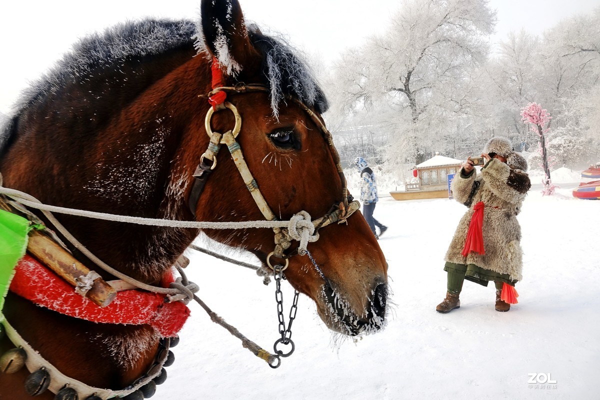 #回顾2019#马夫与马