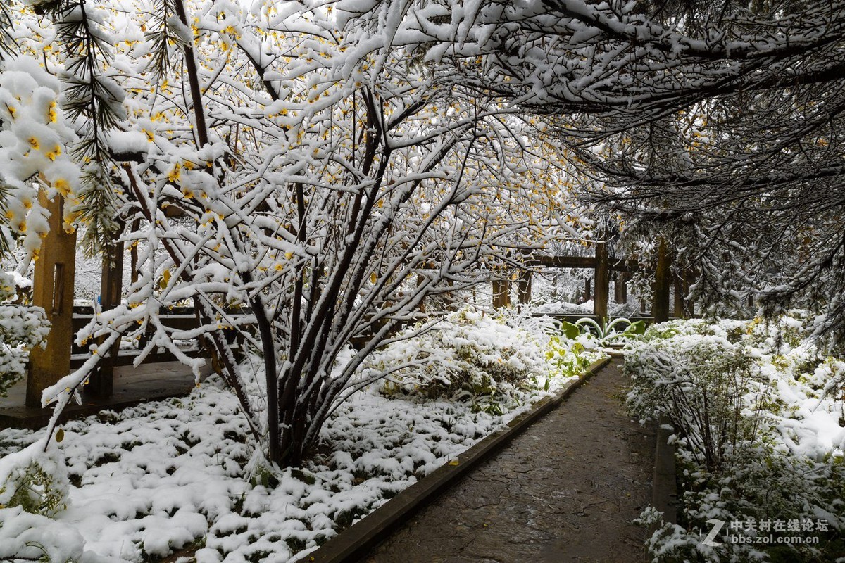 重庆难得雪景四——拜年帖