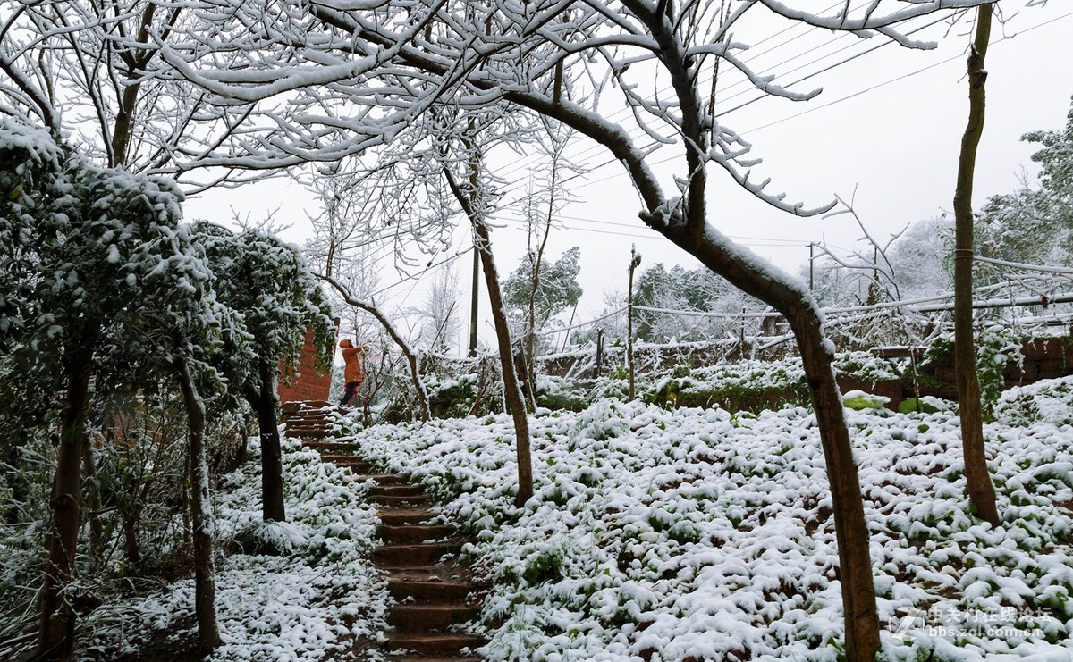 重庆难得雪景四——拜年帖