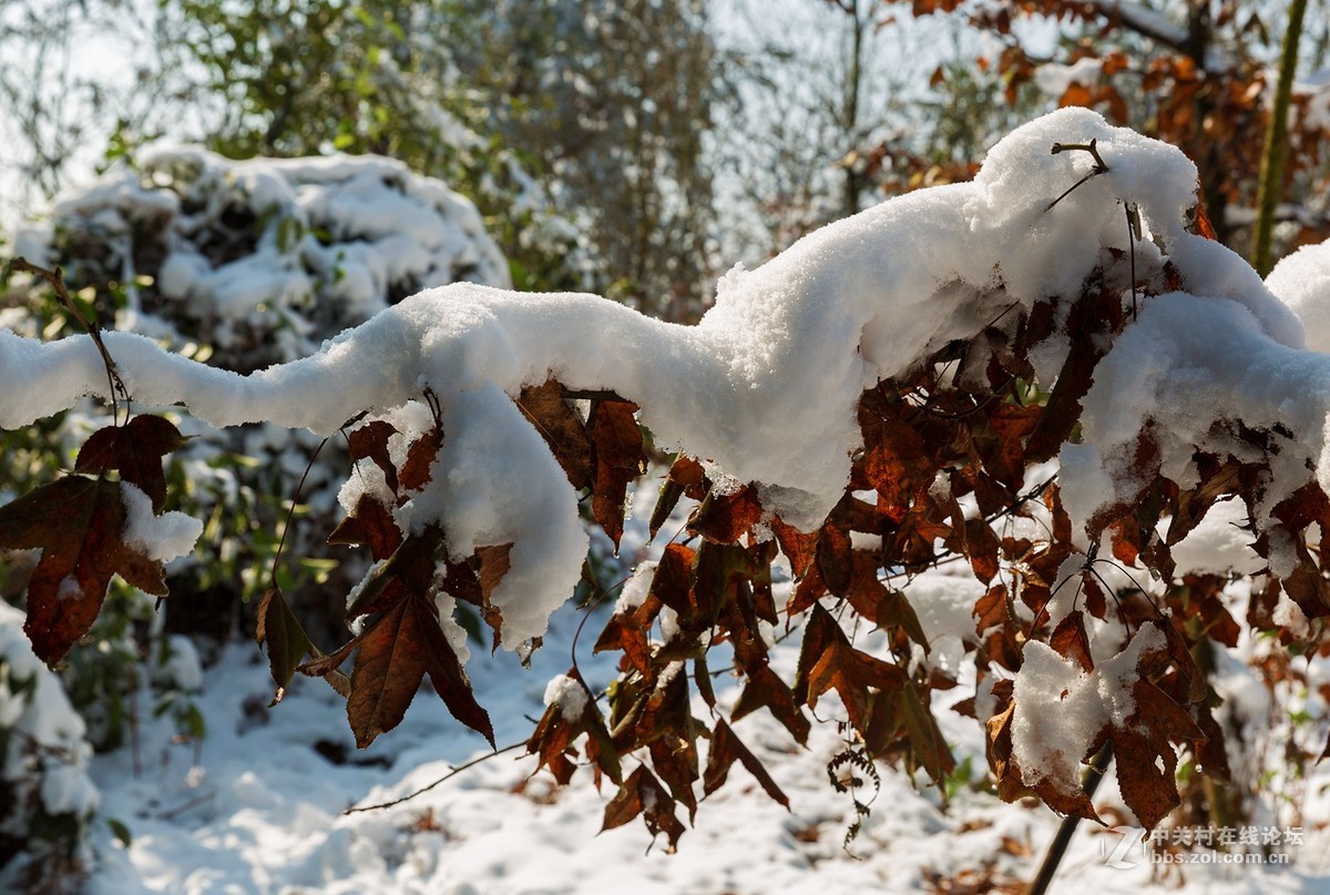 重庆难得雪景四——拜年帖
