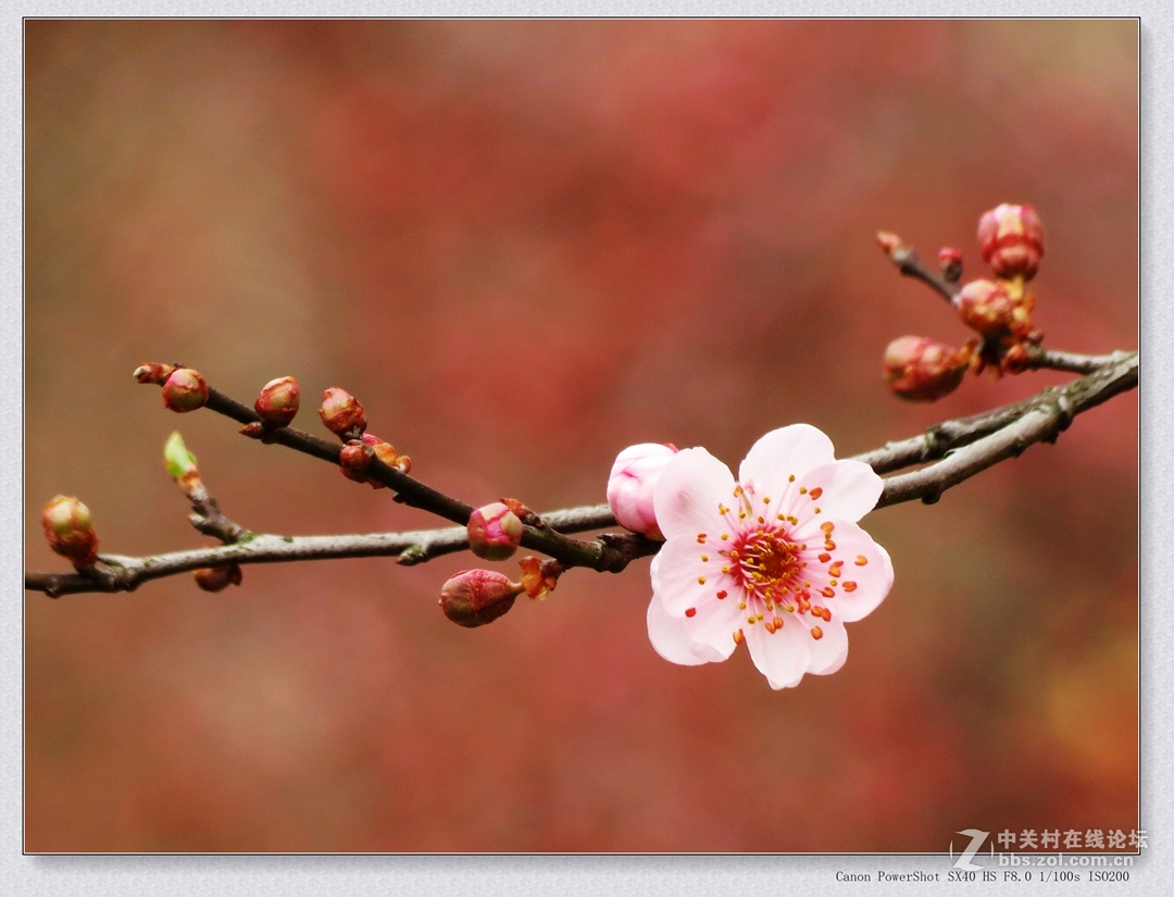 16  花季  随拍