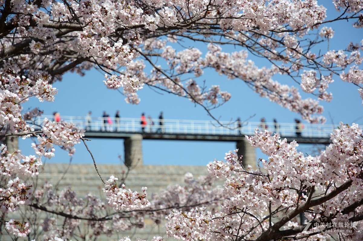 大連龍王塘櫻花園