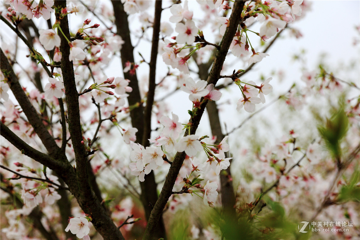 蕲春龙泉花海图片