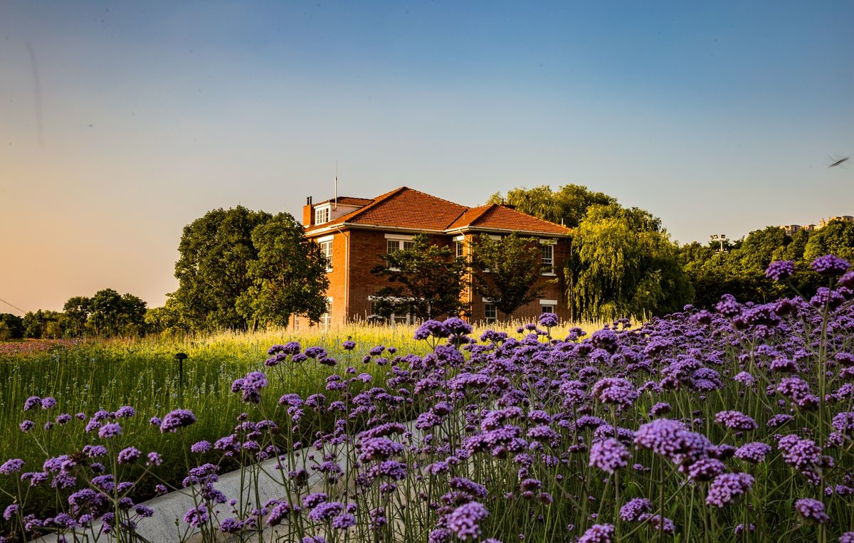 南京绿博园的花海