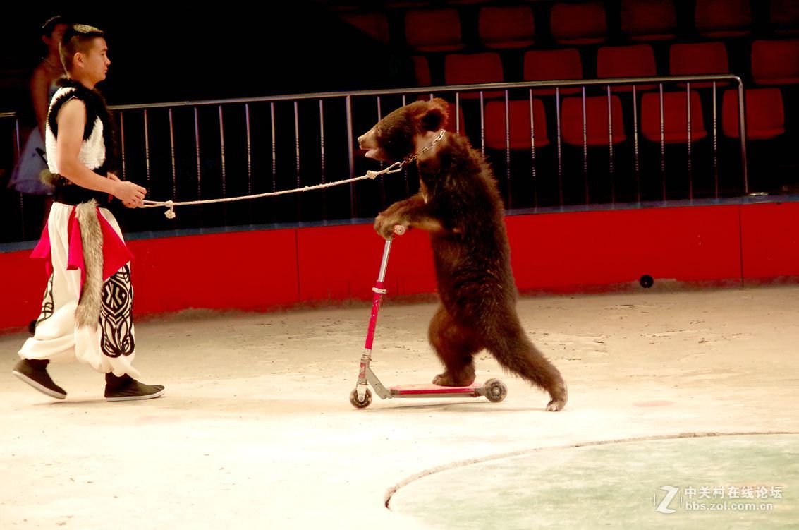 马戏团---大象和狗熊表演