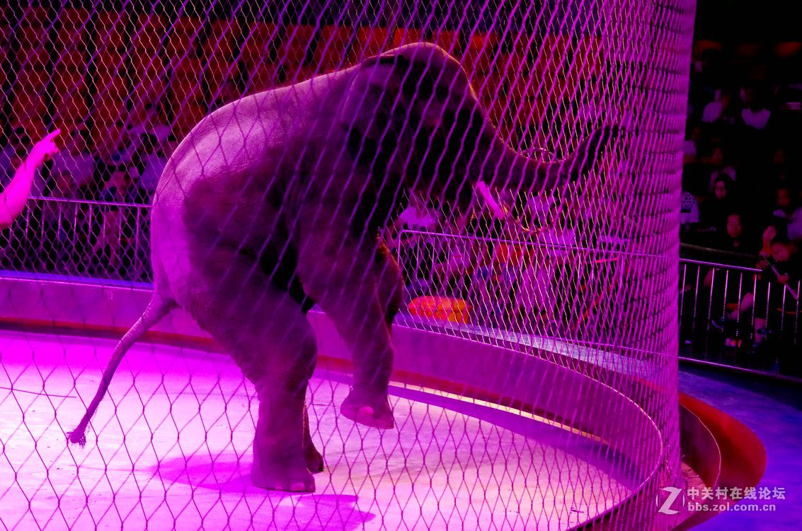 马戏团---大象和狗熊表演