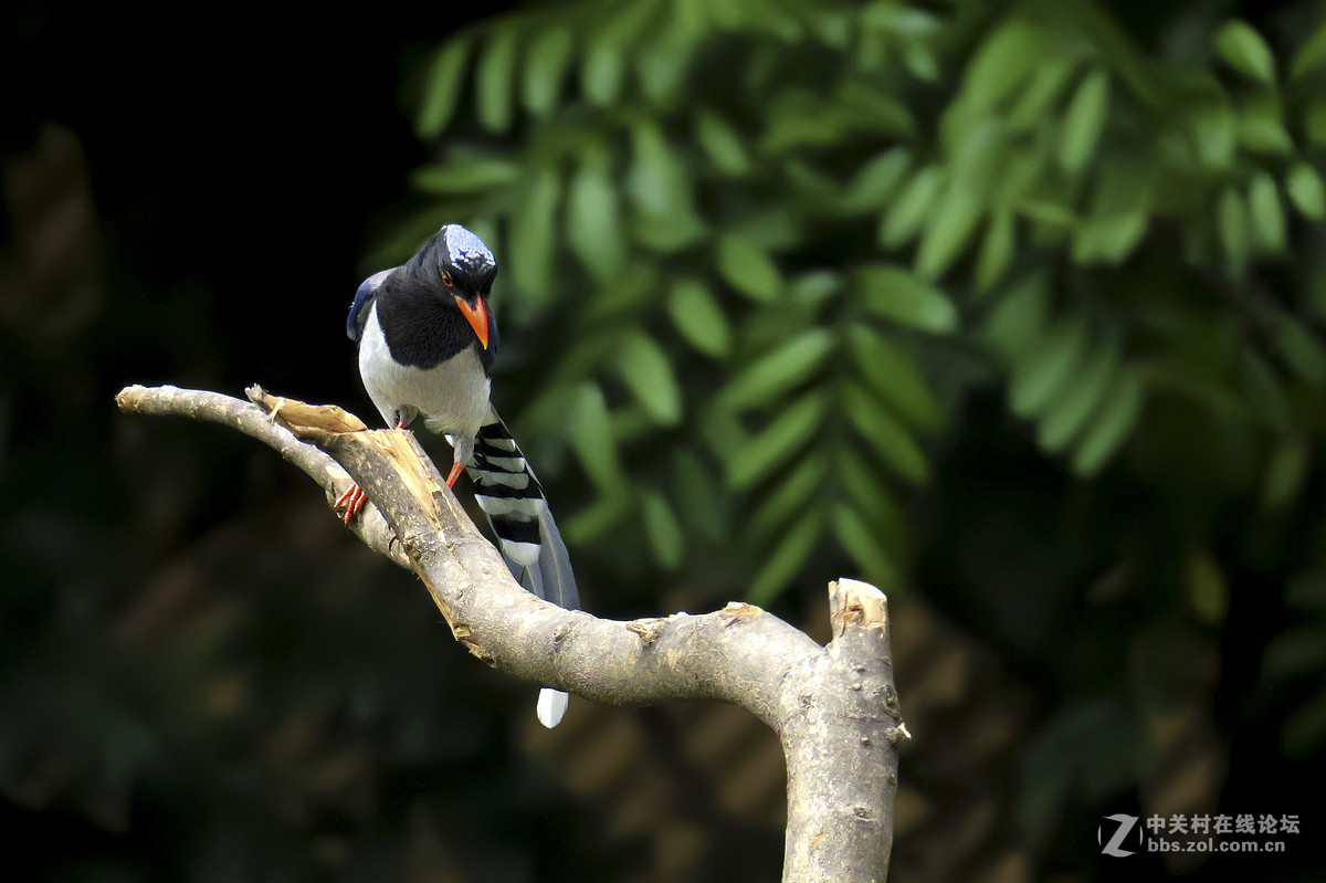 17年5月打鸟【6】---红嘴蓝鹊飞来又飞去