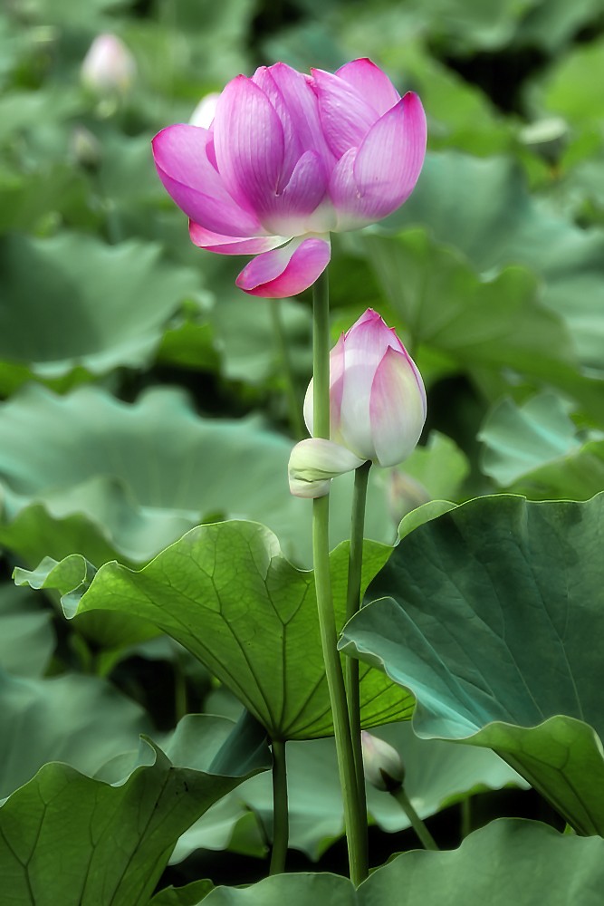 竖版荷花